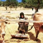 Ιούλιος ο Αλωνάρης